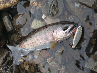Be Sticky Trout Hiro Motoyama Model SS4-Custom