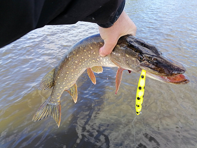 Swinger 130 F/SP